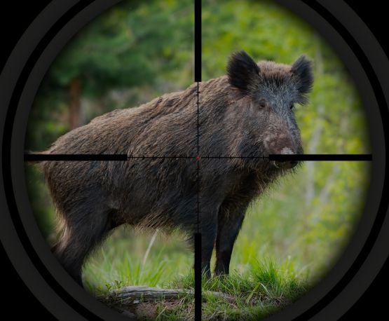 av1-1-555x458