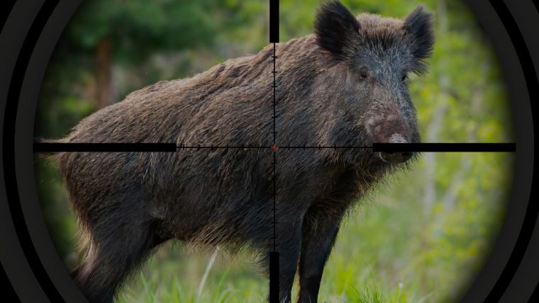 Wild Boar