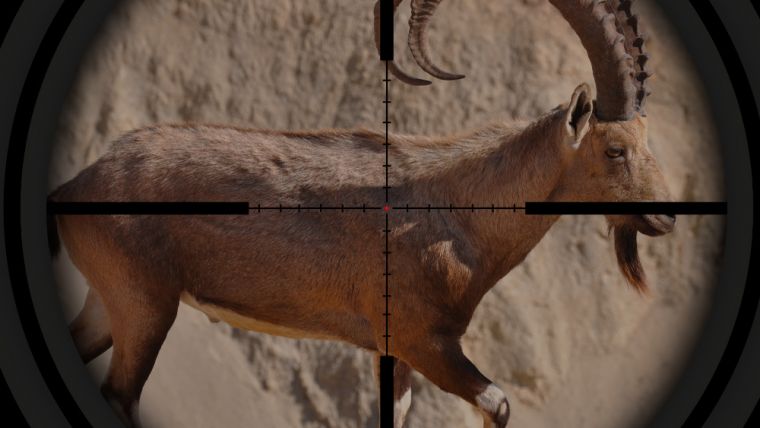Ibex